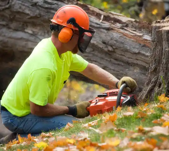 tree services Elysian